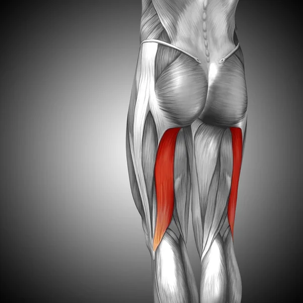 Иллюстрация анатомии верхней ноги человека — стоковое фото