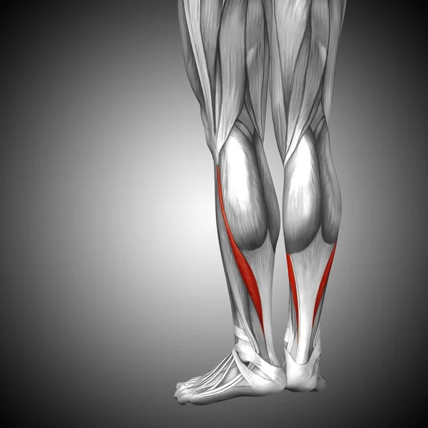 说明人类下腿解剖 — 图库照片