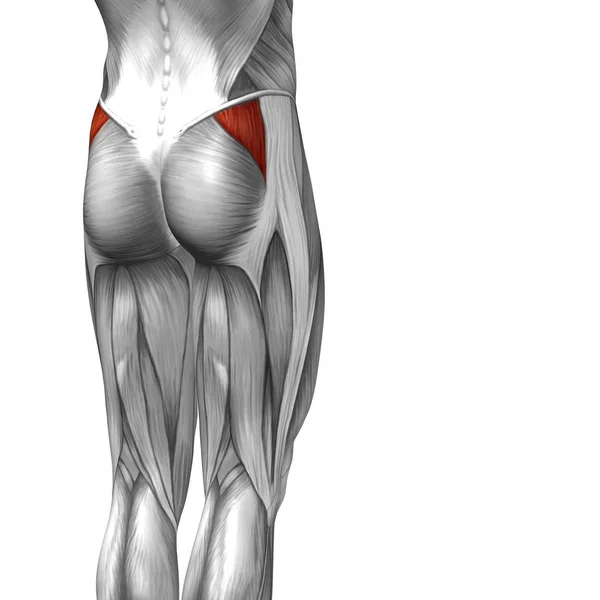 illustration human upper leg anatomy