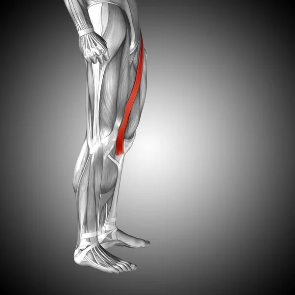 Illustration human upper leg anatomy — Stock Photo, Image