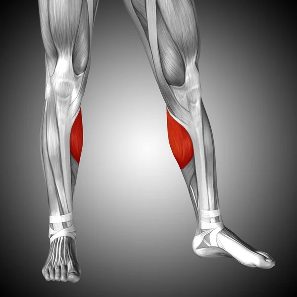 Иллюстрация анатомии нижней ноги человека — стоковое фото