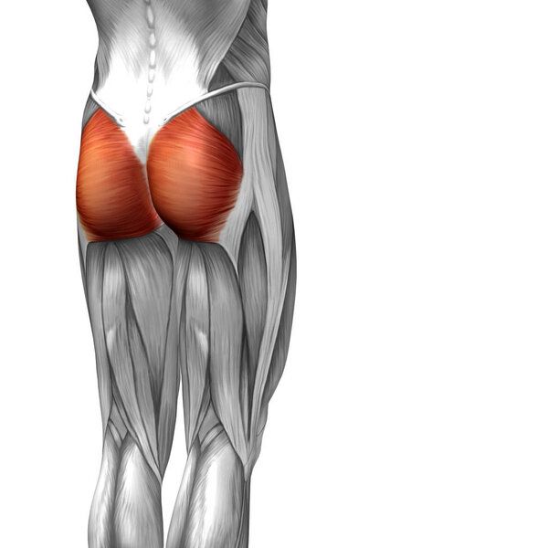  Иллюстрация анатомии верхней ноги человека
