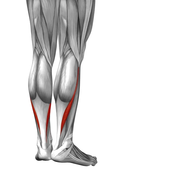 Ілюстрація анатомії нижньої ноги людини — стокове фото