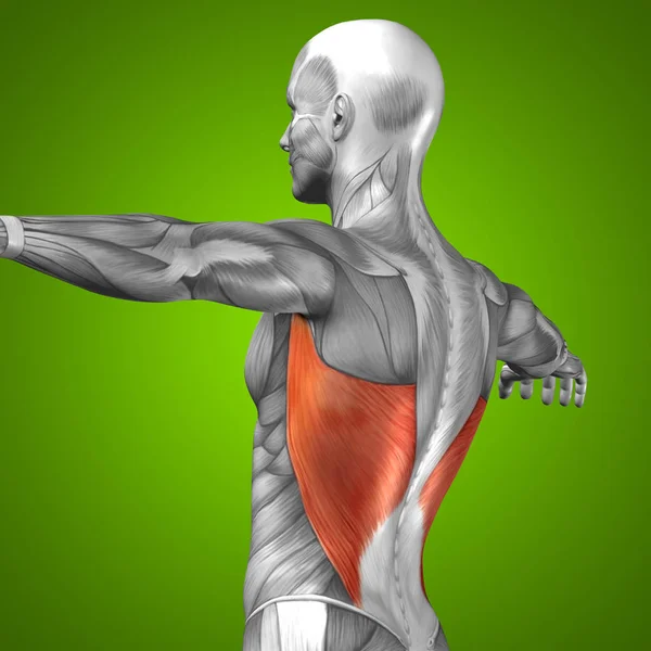 Anatomia człowieka brzucha — Zdjęcie stockowe