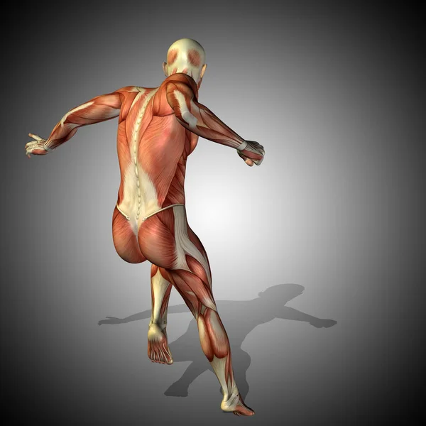 Human anatomy body with muscles