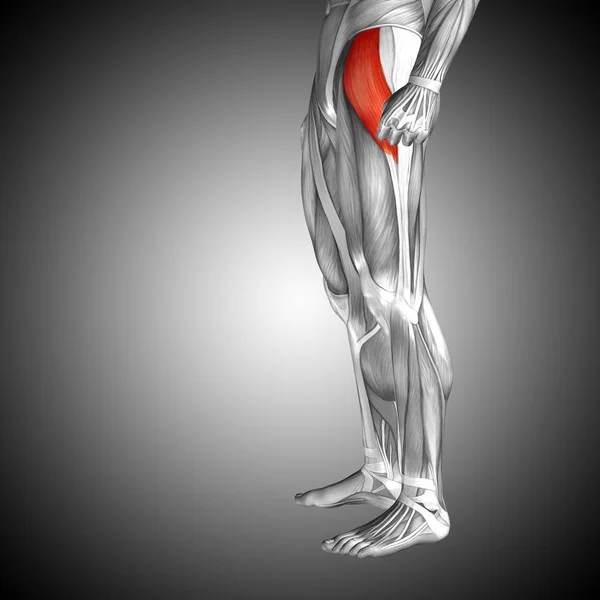 illustration human upper leg anatomy