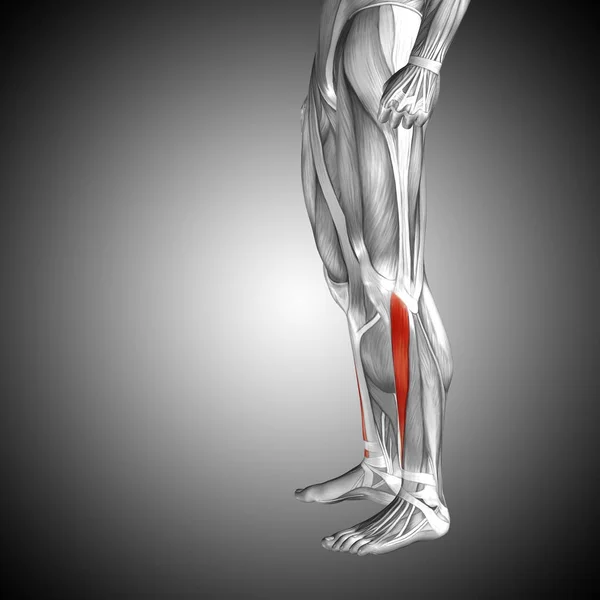 Ilustracja anatomii człowieka nóg niższe — Zdjęcie stockowe