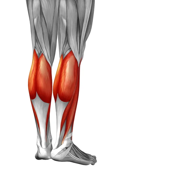 Иллюстрация анатомии нижней ноги человека — стоковое фото