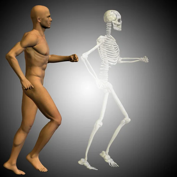 Human with bones for anatomy — Stock Photo, Image