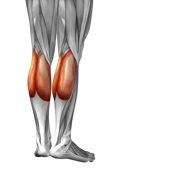 illustration human lower leg anatomy