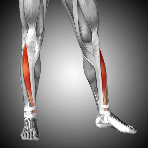 Illustration human lower leg anatomy — Stock Photo, Image