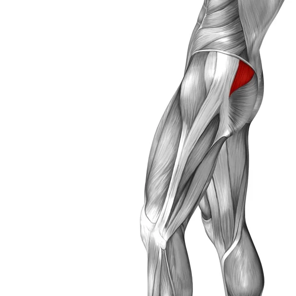 Ilustração anatomia humana da perna superior — Fotografia de Stock