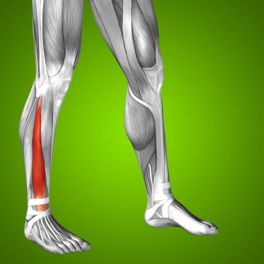 insan alt bacak anatomisi 