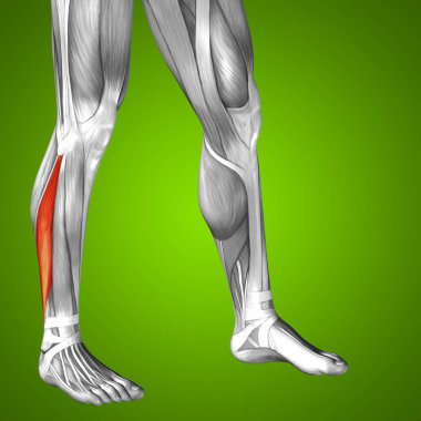 insan alt bacak anatomisi 