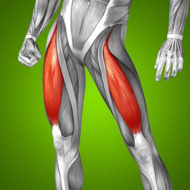 human upper leg anatomy  clipart