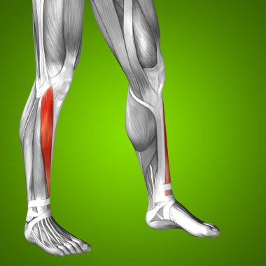 insan alt bacak anatomisi 