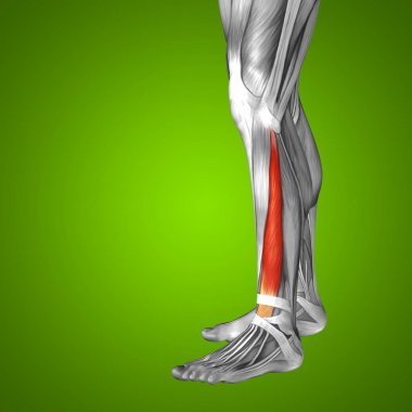 insan alt bacak anatomisi 