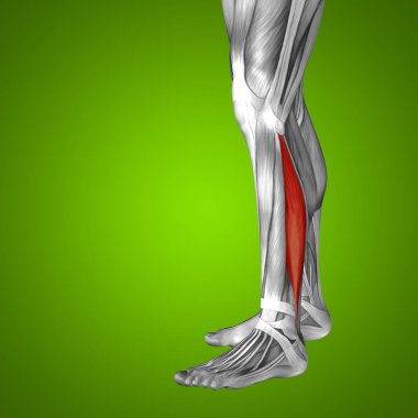 insan alt bacak anatomisi 