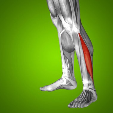 insan alt bacak anatomisi 