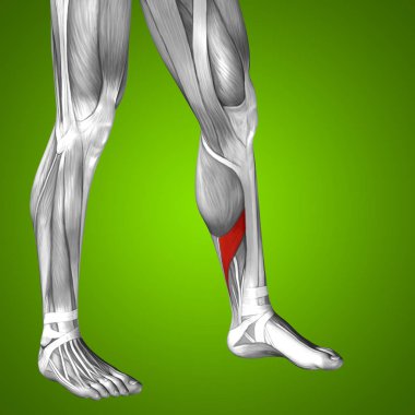 insan alt bacak anatomisi 