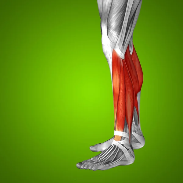 Анатомия нижней ноги человека — стоковое фото