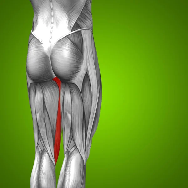 Anatomía de la parte superior de la pierna humana — Foto de Stock