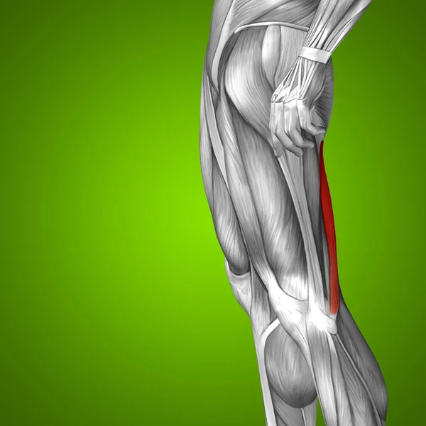 Anatomía de la parte superior de la pierna humana —  Fotos de Stock