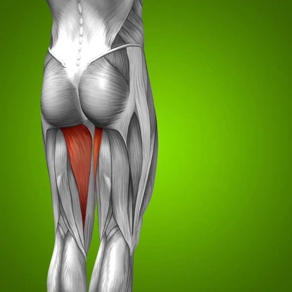 Anatomia da perna superior humana — Fotografia de Stock