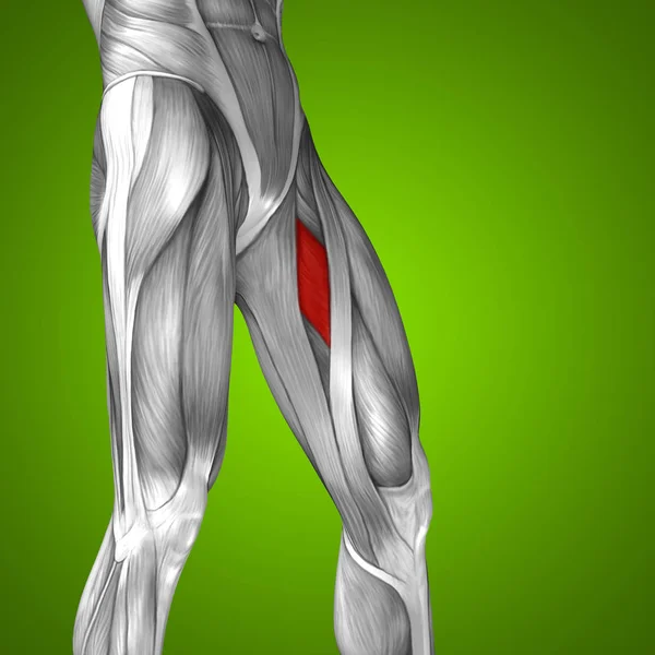 Anatomie des menschlichen Oberschenkels — Stockfoto