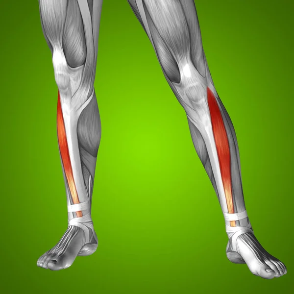Human lower leg anatomy — Stock Photo, Image