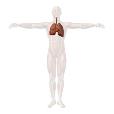 insan anatomisi illüstrasyon 