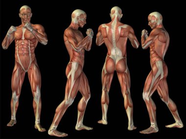 insan anatomisi vücut kasları ile
