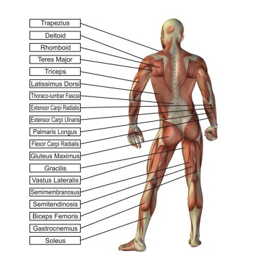 insan anatomisi illüstrasyon 