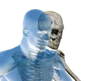 insan çalışan anatomi modeli