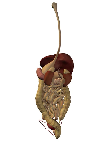 Illustrazione del sistema digestivo — Foto Stock