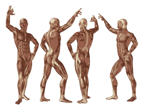 Human anatomy illustration — Stock Photo, Image