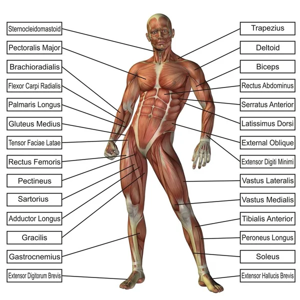 Ilustrasi anatomi manusia — Stok Foto