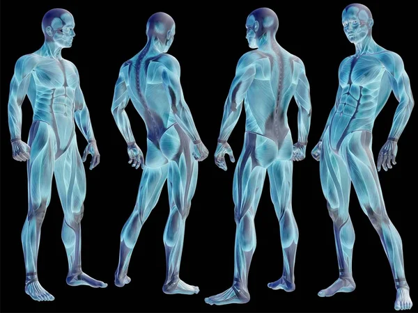 Anatomía humana ilustración — Foto de Stock