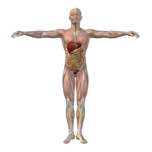 Ілюстрація анатомії людини — стокове фото