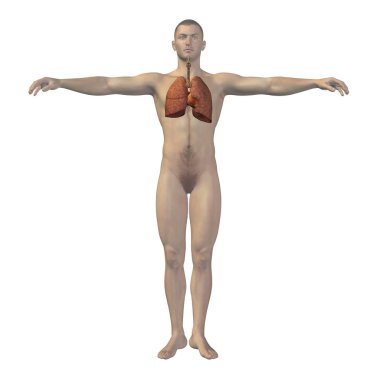 insan anatomisi illüstrasyon 