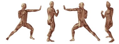 insan anatomisi illüstrasyon 