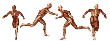 insan anatomisi illüstrasyon 