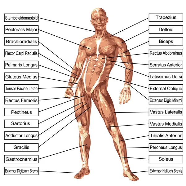 Illustrazione anatomia umana — Foto Stock