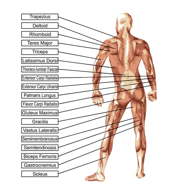 Lidské anatomie ilustrace — Stock fotografie