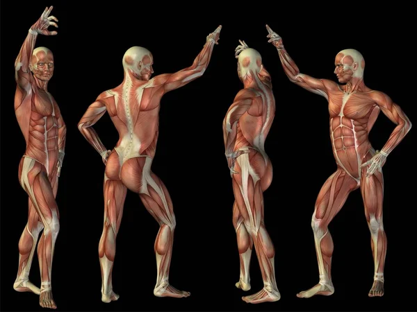 Anatomía humana ilustración —  Fotos de Stock
