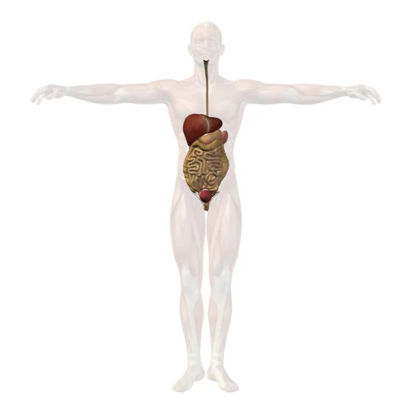 Human anatomy illustration — Stock Photo, Image