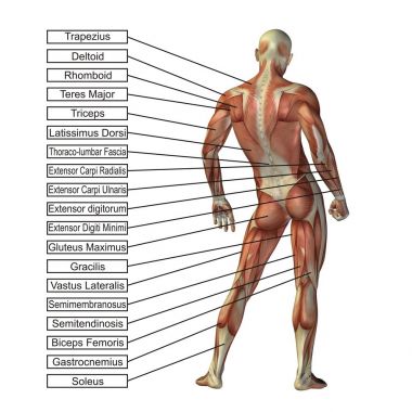 3D insan vücudu illüstrasyon