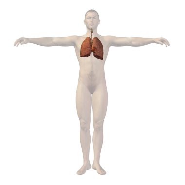 3D insan vücudu illüstrasyon