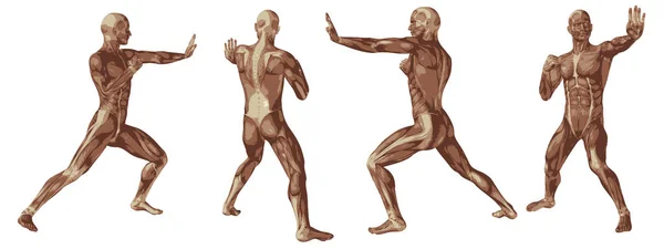3d ілюстрація людських тіл — стокове фото