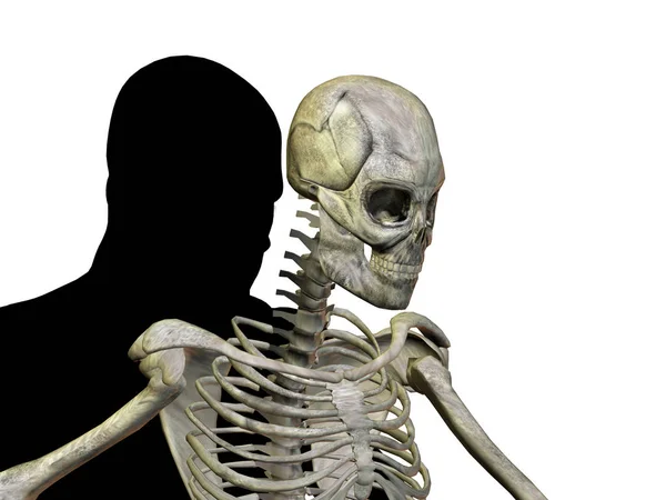 Трехмерный скелет человека — стоковое фото